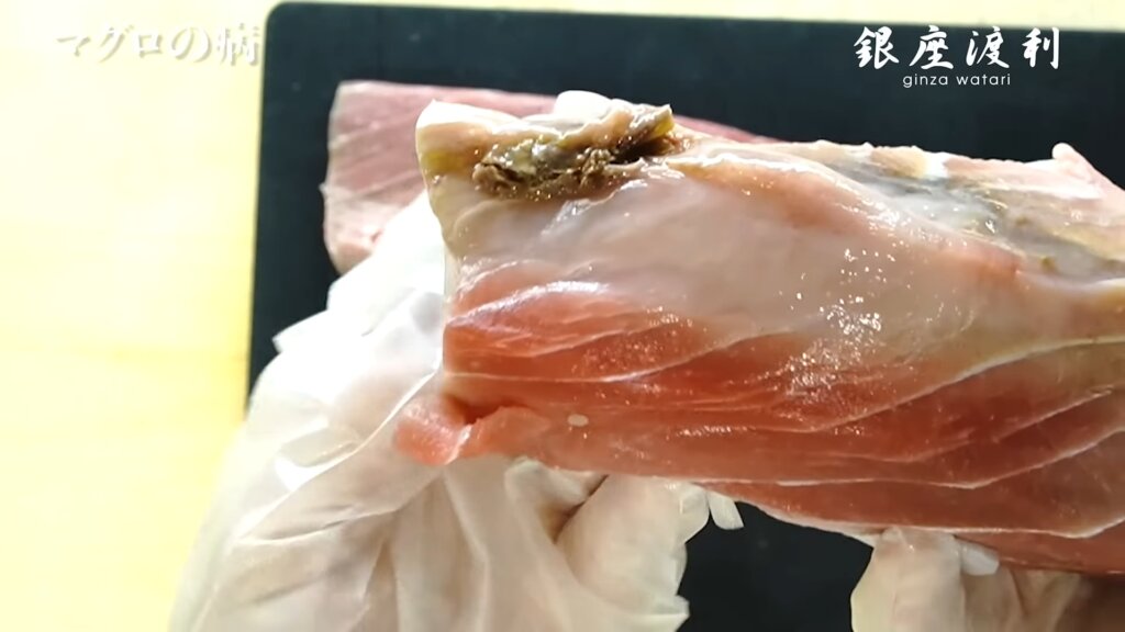 閲覧注意 食べられる 病気にかかったマグロ 切ってみた