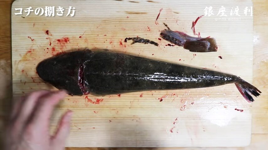 コチの捌き方！刺身（薄造り）の作り方や【活け・活け締め・野締め・浜  