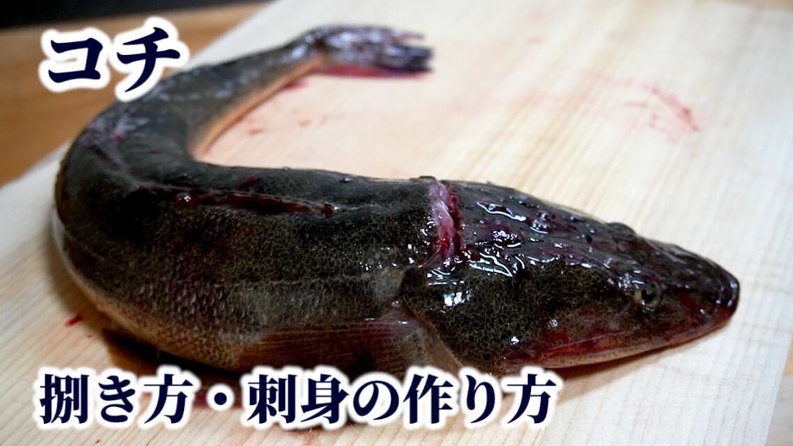 コチの捌き方!刺身(薄造り)の作り方や【活け・活け締め・野締め・浜締め】の違いも解説
